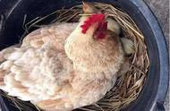 公鸡如何让母鸡下能孵小鸡的蛋（怎样让母鸡快速抱窝孵小鸡）