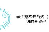 为什么胚胎干细胞不易发育成个体（胚胎干细胞具有发育的全能性吗）