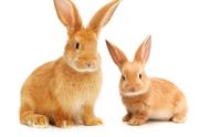 细绒兔品种及图片（细绒兔品种有哪些）