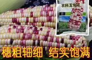 农大968玉米品种介绍（968玉米品种有哪些）