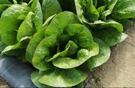 硫酸亚铁在蔬菜上的作用（蔬菜使用硫酸亚铁的正确方法）