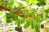 葡萄种植条件和气候（葡萄种植气候规定）