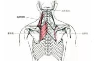 收紧肩胛骨和沉肩的区别（沉肩跟收紧肩胛骨概念一样吗）