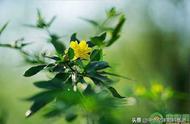 迎春花什么时候开花怎么回事（迎春花的开花时间具体几点）