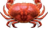 珍宝蟹跟面包蟹有什么区别图片（面包蟹跟珍宝蟹有什么区别图片）