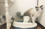怎么让猫在猫砂里上厕所（猫最近不去猫砂里上厕所了怎么办）