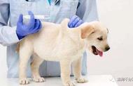 宠物狗打疫苗时间过了还能打吗（宠物狗打疫苗几个月打一次）