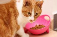 一个多月幼猫不吃猫粮怎么办（两个月大小猫不吃猫粮怎么办）