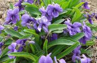 紫地丁长得像什么植物（和紫花地丁很像的植物叫什么）