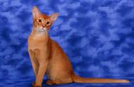 如何辨认阿比西尼亚猫（阿比西尼亚猫寿命短）