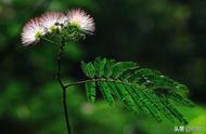 合欢花寓意和花语（合欢花花语寄语）