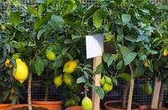 香水柠檬盆栽种植方法（11-12月适合种什么）