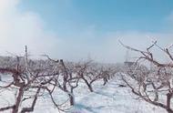 瑞雪兆丰年的科学依据（瑞雪兆丰年为什么有科学依据）