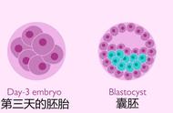 胚胎发育包括哪几个过程（胚胎早期的发育过程分为三个阶段）