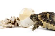 如何自制养龟饲料（五种方法降低养龟饲料成本）