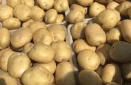 秋土豆种植技术全过程（种土豆一亩地利润多少）