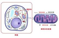 线粒体的主要功能是什么（线粒体的功能主要是合成吗）