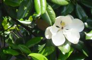 香水白兰花的养殖方法和注意事项（白兰花详细养殖方法）