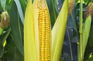 玉米种子一般要几天发芽（玉米种子几天发芽出苗）