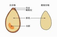 全谷物有哪些（全谷物有哪些好处）