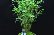 米竹盆景的养护方法（室内米竹的养殖方法）