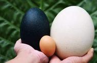鸽子蛋的营养价值比鸡蛋高很多吗（鸽子蛋的营养价值跟鸡蛋比怎么样）
