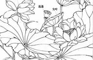 国画荷花题款怎么写（国画荷花怎么题字）