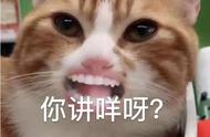 猫咪奇葩又好听的名字公猫（那些奇葩猫咪的名字）