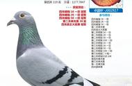 全国信鸽名家排行榜（中国最好的信鸽品种排名）