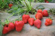 适宜南方露地栽培的草莓品种（适合南方露地栽培的葡萄品种）