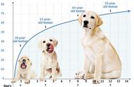 狗的最高寿命是多少（狗的寿命最大多少年）