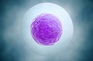 卵细胞为什么体积比较大（卵细胞的数量是固定的吗）