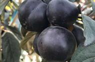 紫冠钙果哪个品种最好（钙果品种顺序）