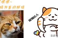 猫咪去世太难受怎么办（猫咪在家里去世了怎么办）