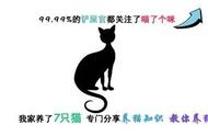 猫每天吐怎么解决（猫天天吐什么原因）