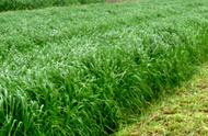 黑麦草最佳种植方法（黑麦草可以一年四季种植吗）