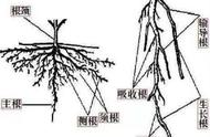 植物的根有吸收作用吗（植物的根有吸收矿物质的作用吗）