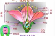 花的哪部分会变成果实（花中的哪个部分将发育成种子）