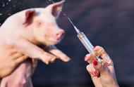 猪场猪流感症状治疗方案（猪流感最佳控制方法）