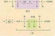 光合作用是结合水还是自由水（光合作用为什么需要光照和水）