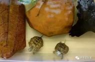 鳄龟幼苗可以跟大巴西龟一起养吗（巴西龟和小鳄龟一起养会怎么样）