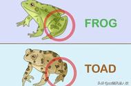 青蛙与田鸡的区别（怎么区分田鸡和青蛙）