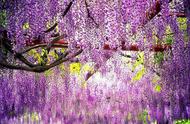 紫藤萝的花的功效（紫藤花有什么药用价值吗）