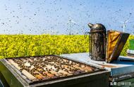 蜜蜂产卵适合多少温度幼虫生长（蜜蜂产卵到成蜜蜂需要多少天）
