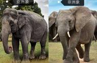 大象分布在非洲的什么地方