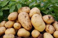 大棚种植土豆最佳时间（秋季大棚里土豆种植时间和方法）