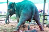 大象怀孕一般几个月能生下宝宝（大象一般怀孕多久才会生下）