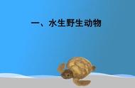 我国有多少种濒危动物海龟（海龟属于国家保护动物吗）