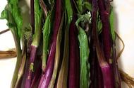 紫菜苔的种植方法和时间（紫菜苔栽培有诀窍）