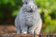 兔子一般是单只养还是成双养（兔子是公的好养还是母的好养）